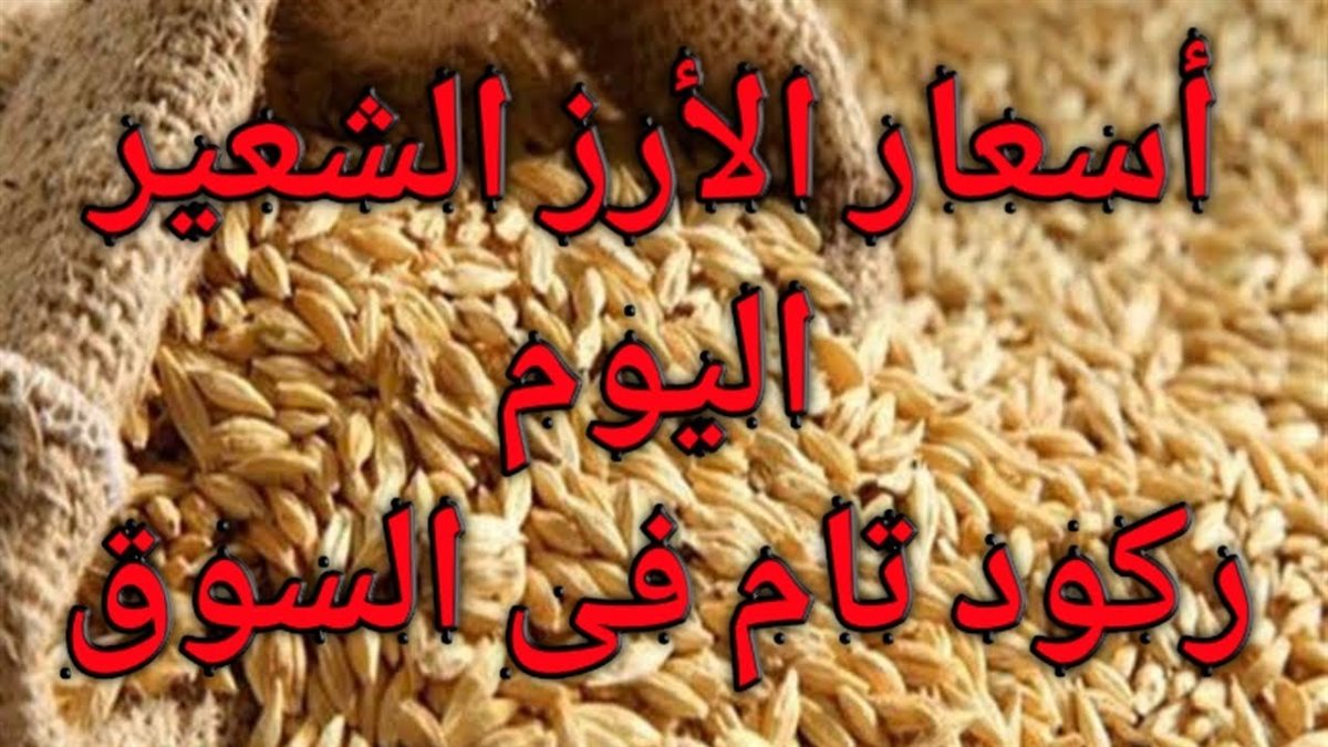 سعر الأرز الشعير اليوم