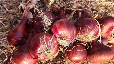 (ابيض واحمر) ارتفاع أسعار البصل الآن في سوق العبور للجملة.. الكيلو بكام؟