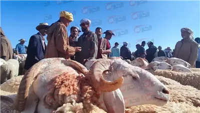 العد التنازلي بدأ.. موعد عيد الاضحى في المغرب 2025 على الأبواب