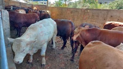 ما هو سعر الكيلو العجول قائم اليوم الجمعة 23/5/2025 بالاسواق قبل العيد