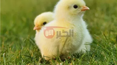 سعر الكتكوت الأبيض اليوم عمر يوم في بورصة الدواجن وجميع الشركات