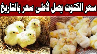 ارتفاع سعر الكتكوت الأبيض اليوم في بورصة الدواجن والأسواق المصرية للمستهلكين