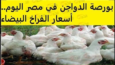 ارتفاع أسعار الفراخ البيضاء في بورصة الدواجن والأسواق المصرية للمستهلكين