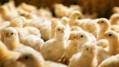 هبوط اسعار الكتاكيت اليوم السبت 24 مايو 2025 في بورصة الدواجن