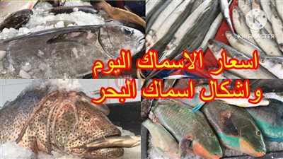 (جملة وقطاعي) اسعار السمك اليوم الاحد 24-5-2025 بجميع الاسواق المحلية