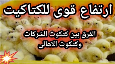 (ابيض وساسو وبلدي) ارتفاع اسعار الكتاكيت اليوم في مصر وتوقعاتها الفترة المقبلة