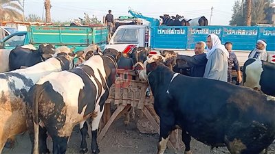 سعر كيلو العجول قائم اليوم الاحد 25 مايو 2025 بأسواق المواشي المصرية