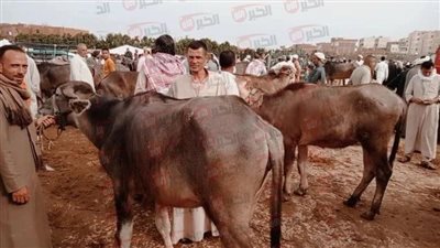 أبقار وماعز وعجول.. أسعار لحوم الأضاحي 2025 في مصر