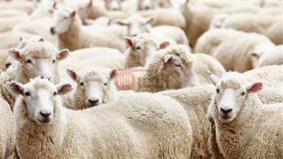ضحي على السنه.. سعر كيلو الخرفان قائم اليوم الاثنين 26 مايو 2025
