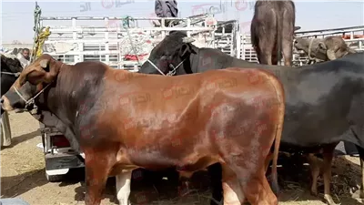 نقيب الفلاحين يكشف سعر العجول البقري اليوم 2025 قبل موسم عيد الأضحى