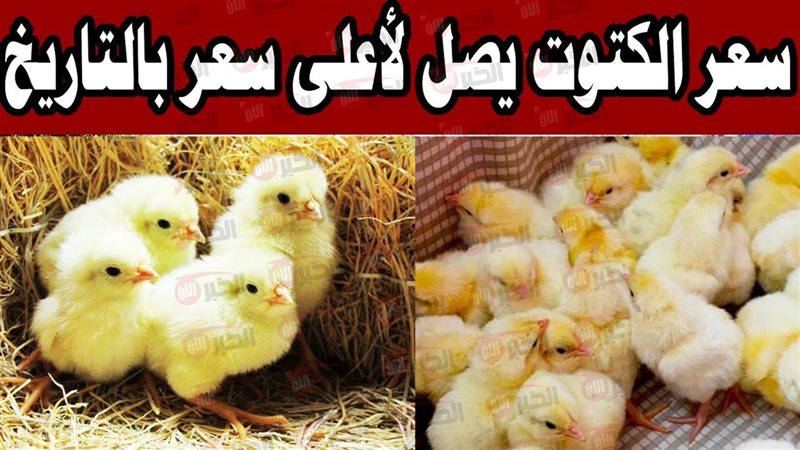 سعر الكتكوت الأبيض