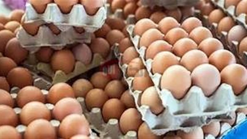 سعر كرتونة البيض
