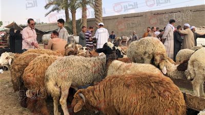 اسعار الاضاحي 2025 في الدول العربية: دليل شامل لتحديد الخيارات الأفضل