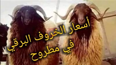 تحديث.. سعر الخروف البرقي اليوم السبت 31 مايو 2025 في السوق المصري