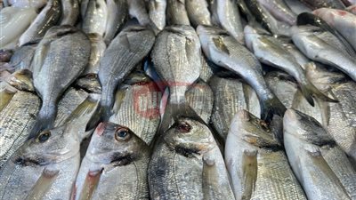 البلطي يقترب من الـ 90 جنية.. اسعار السمك اليوم بسوق العبور للجملة