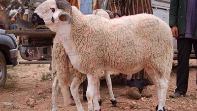 لو بتفكر تضحي.. سعر كيلو الخرفان قائم اليوم 2025 وقائمة أسعار الأضاحي