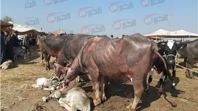 سعر العجل بقري وجاموسي اليوم الاحد 1 يونيو 2025 في الاسواق المحلية