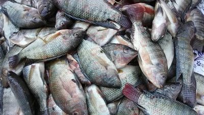 اسعار السمك اليوم الاربعاء 4 يونيو 2025 في سوق العبور للجملة