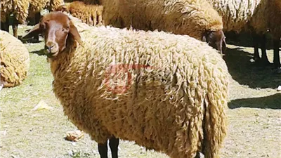 مفاجأة في الأسعار.. سعر كيلو الجديان قائم اليوم 2025 في الأسواق المحلية