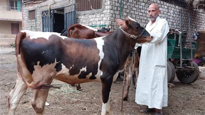 سعر كيلو اللحم البقري قائم اليوم يشهد استقرارًا في الأسواق 2025