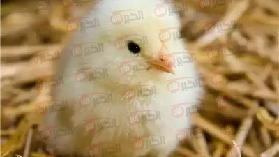 سعر الكتكوت الأبيض اليوم الاثنين 9 يونيو 2025 في بورصة الدواجن والشركات