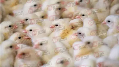 سعر الكتكوت الأبيض اليوم الثلاثاء 10 يونيو 2025 في البورصة وجميع الشركات