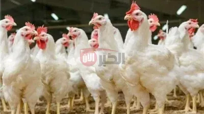 بورصة الدواجن اليوم أسعار الفراخ البيضاء الاربعاء 2025/6/11 بالمحلات التجارية