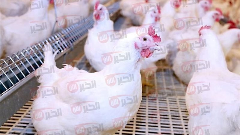 أسعار الفراخ البيضاء