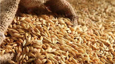 سعر الأرز الشعير والأبيض اليوم الجمعة 13 يونيو 2025 للكيلو والطن بالأسواق