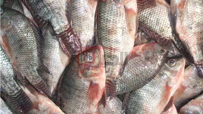 الكبير بـ85.. اسعار السمك البلطي اليوم السبت 2025/6/14 بالاسواق وحلقات الاسماك