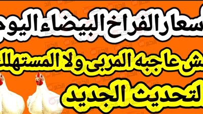 ارتفاع أسعار الفراخ البيضاء اليوم في مصر.. تحليل شامل للأسباب والتأثيرات
