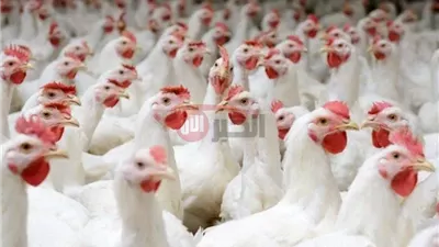بورصة الدواجن اليوم أسعار الفراخ البيضاء الاحد 2025/6/15 بالمحلات التجارية