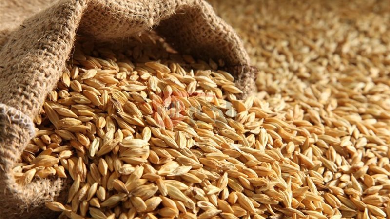 سعر الأرز الشعير