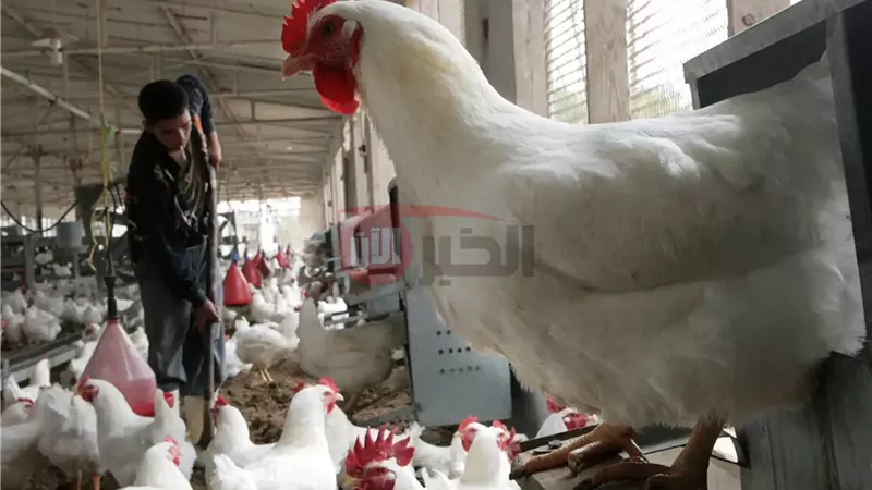 بورصة الدواجن اليوم