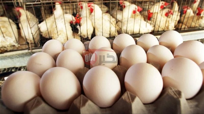 سعر كرتونة البيض