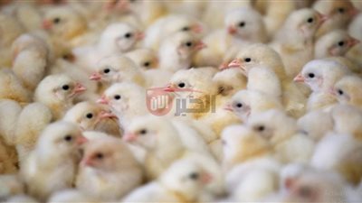 اسعار الكتكوت الأبيض اليوم الأربعاء 18 يونيو 2025 في الأسواق والمزارع المصرية