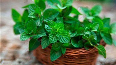 أبرز أضرار النعناع للمعدة.. فوائد تتحول إلى مخاطر صحية صامتة