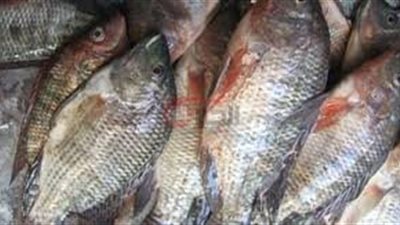 اسعار السمك البلطي اليوم الجمعه 2025/6/20 بحلقات الاسماك والاسواق