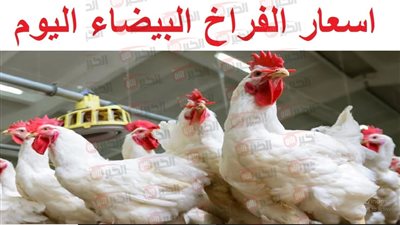 ارتفاع أسعار الفراخ البيضاء اليوم في بورصة الدواجن والأسواق المصرية للمستهلكين