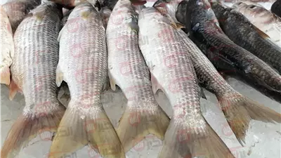 استقرار اسعار السمك اليوم السبت 21 يونيو 2025 بسوق العبور 