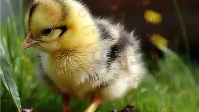 أسعار الكتاكيت اليوم الاحد 22 يونيو 2025 جميع الانواع بالاسواق المحلية