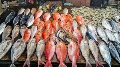 استقرار اسعار السمك اليوم الأحد 22 يونيو 2025 في الأسواق المحلية