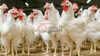 اسعار بورصة الدواجن اليوم أسعار الفراخ البيضاء الاحد  2025/6/22 وبالمحلات التجارية