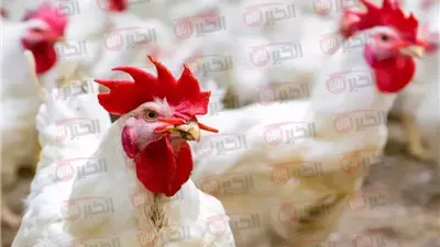 أسعار الدواجن اليوم الاثنين 23 يونيو 2025 في البورصة والاسواق