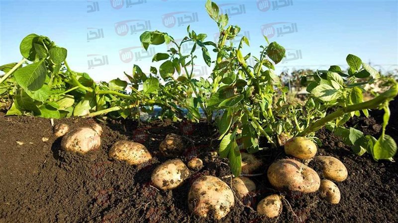 ارتفاع أسعار البطاطس