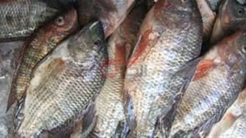 اسعار السمك البلطي