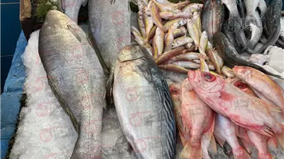 اسعار السمك اليوم الثلاثاء 24 يونيو 2025.. استقرار نسبي في الأسواق