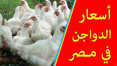 الآن سعر الفراخ البيضاء اليوم الجمعة 27 يونيو في الاسواق المحلية