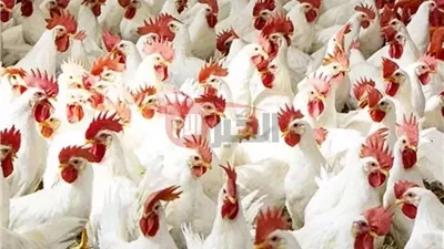 أسعار الفراخ البيضاء اليوم السبت 28 يونيو 2025 في المزارع والاسواق