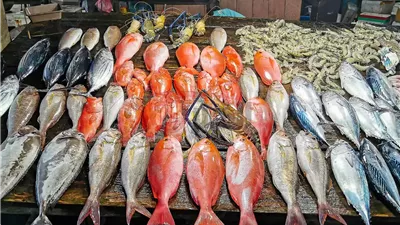 أسعار السمك اليوم الاحد 29 يونيو 2025 في سوق العبور للجملة